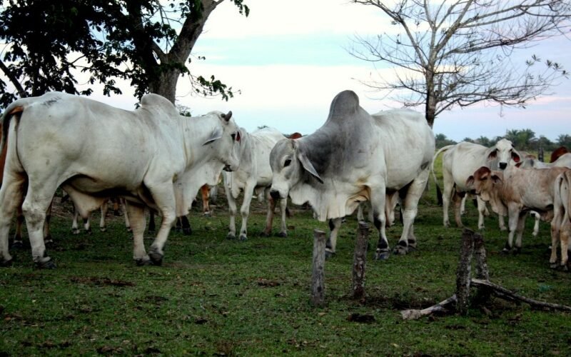 Ganado Venezolano 800x500 1