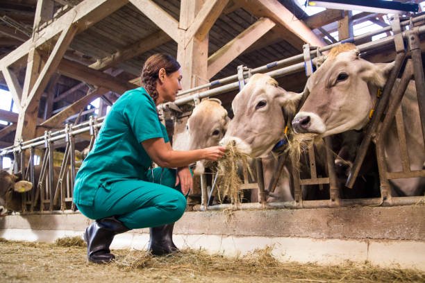 veterinarian feeding dry grass to cows in shed.